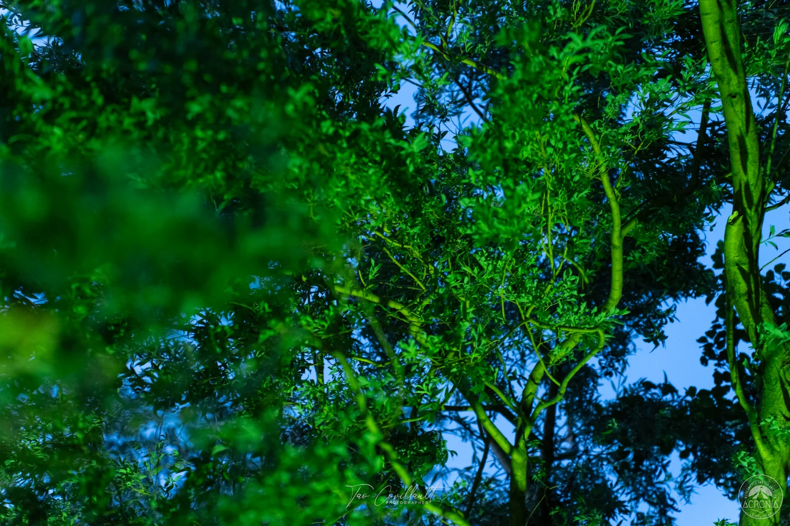 Acronia Festival 2023 — event photograph 40