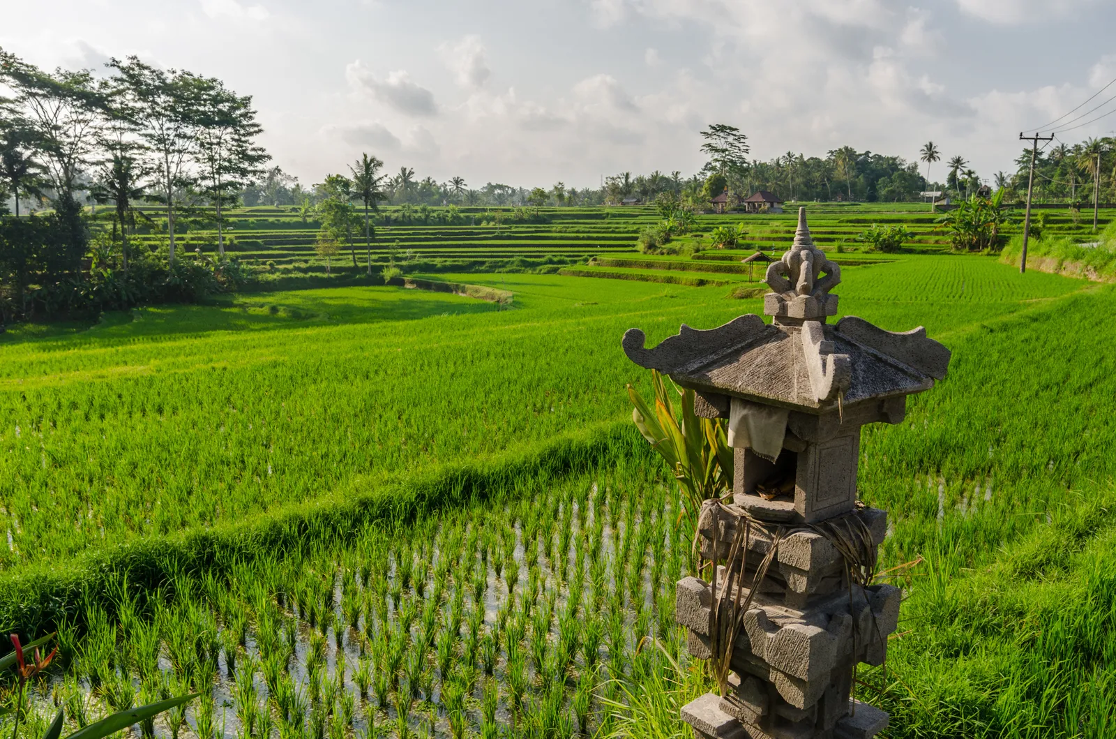 Small stone shrine overlooking vivid green rice fields