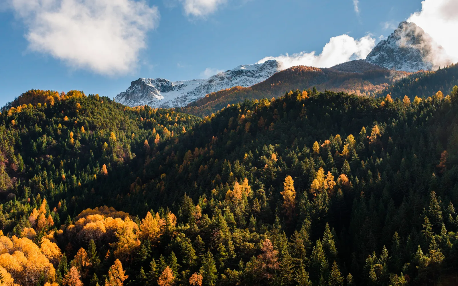 Snowcapped mountain above a forest of golden trees
