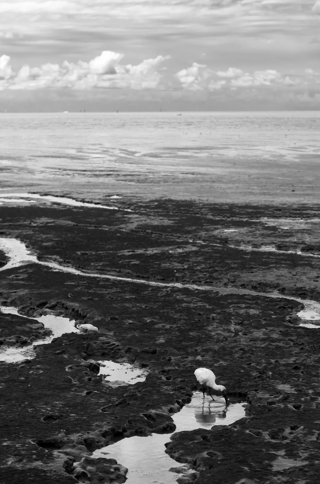 Rock pools beside the ocean in black and white