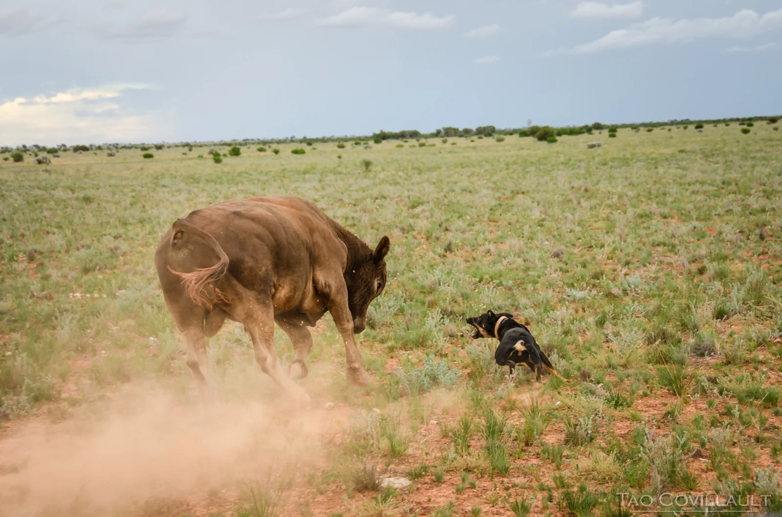 Working dog confronting a bull in a dusty paddock.