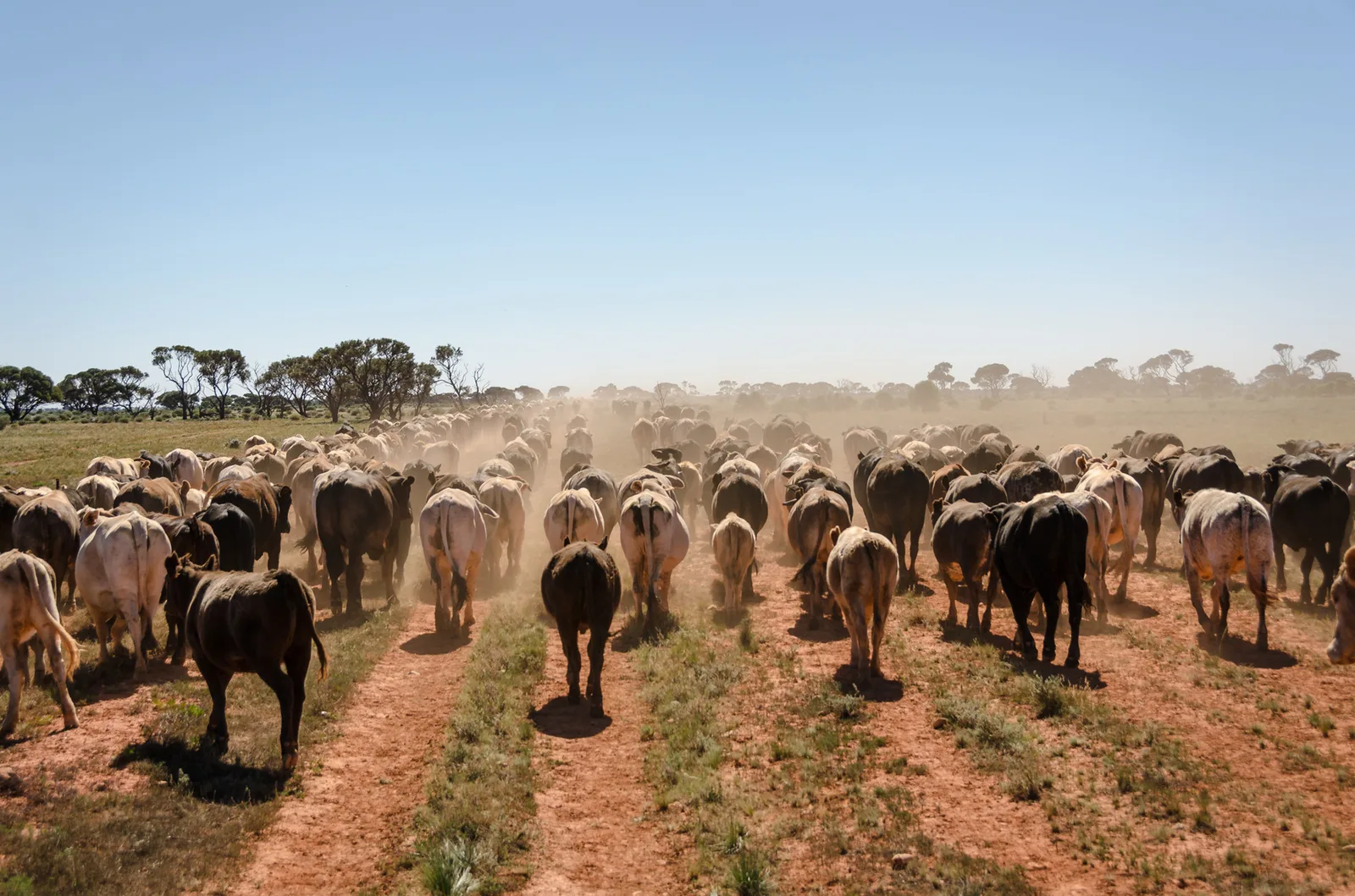 Herd moving toward the camera along red dirt tracks.