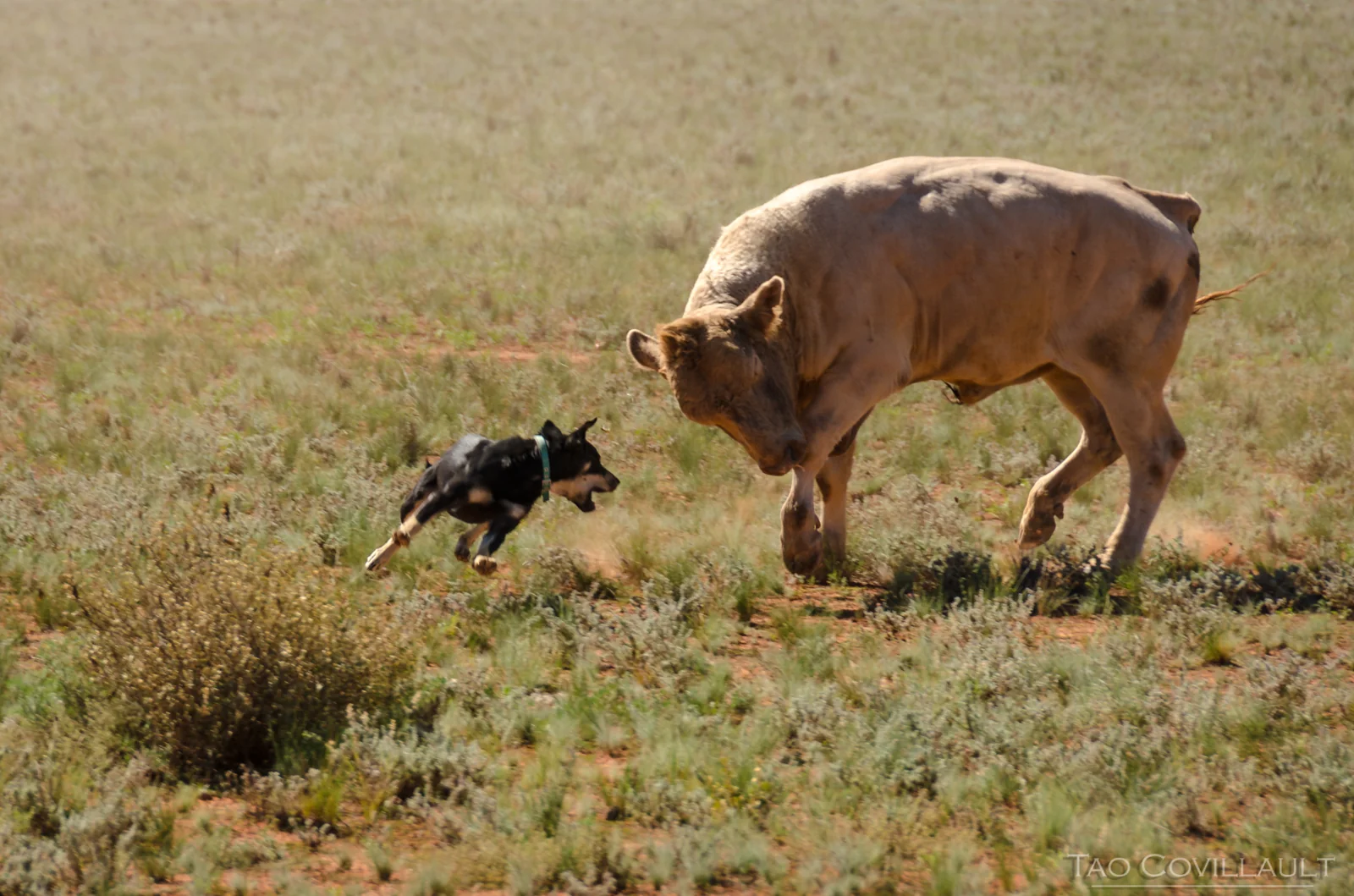 Working dog facing a pale bull in a grassy paddock.