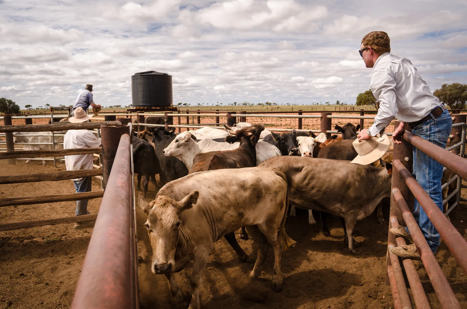 Stockman leaning over a rail to guide cattle through a pen.