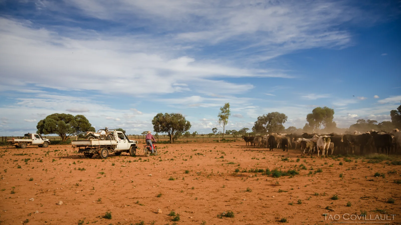 Utility truck and cattle crossing a wide red-earth paddock.