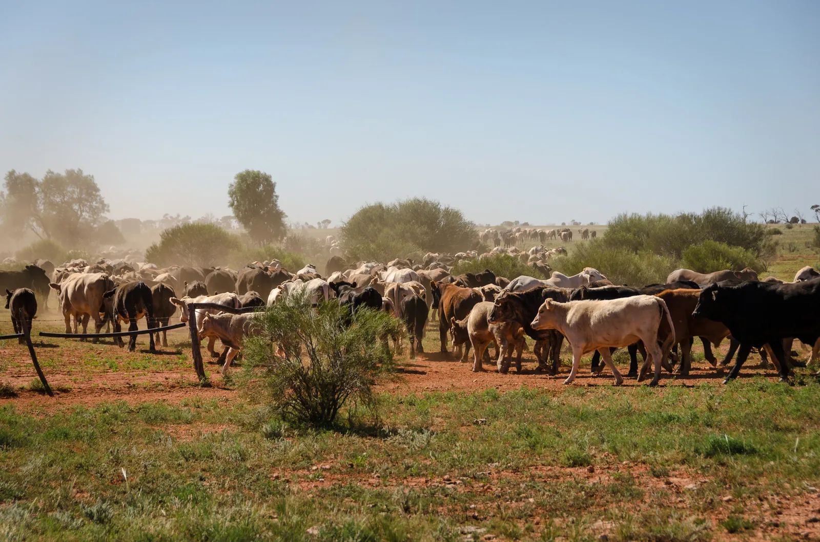 Long cattle herd moving across a green and dusty field.