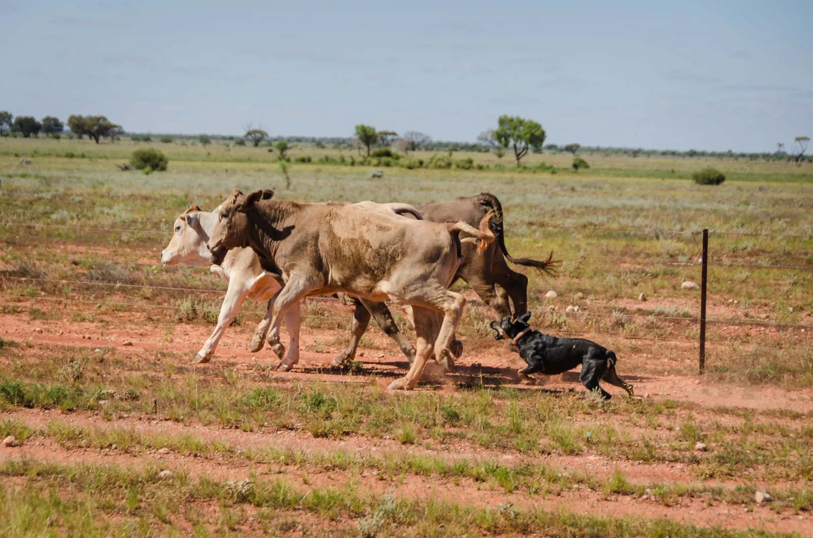 Cattle walking along a fence beside a working dog.