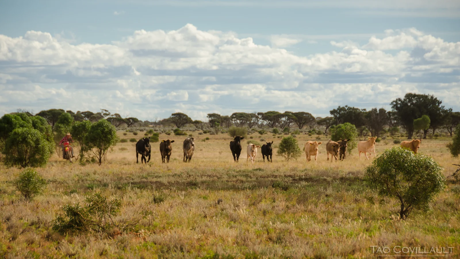 Cattle spread across a sunlit Australian paddock.