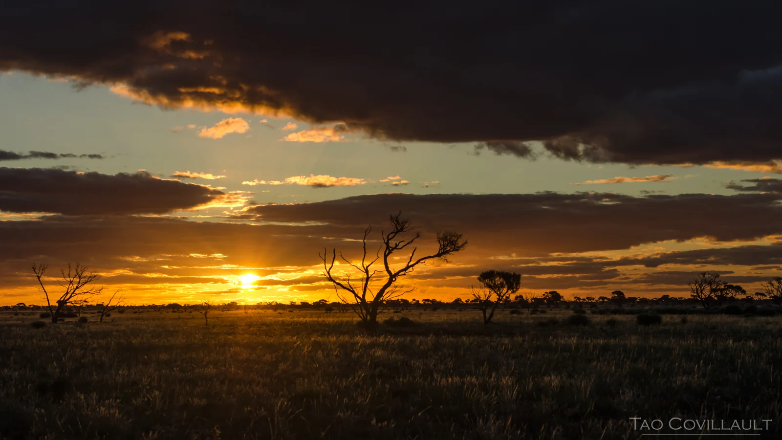 Orange sunset behind silhouetted trees on the Australian plains.