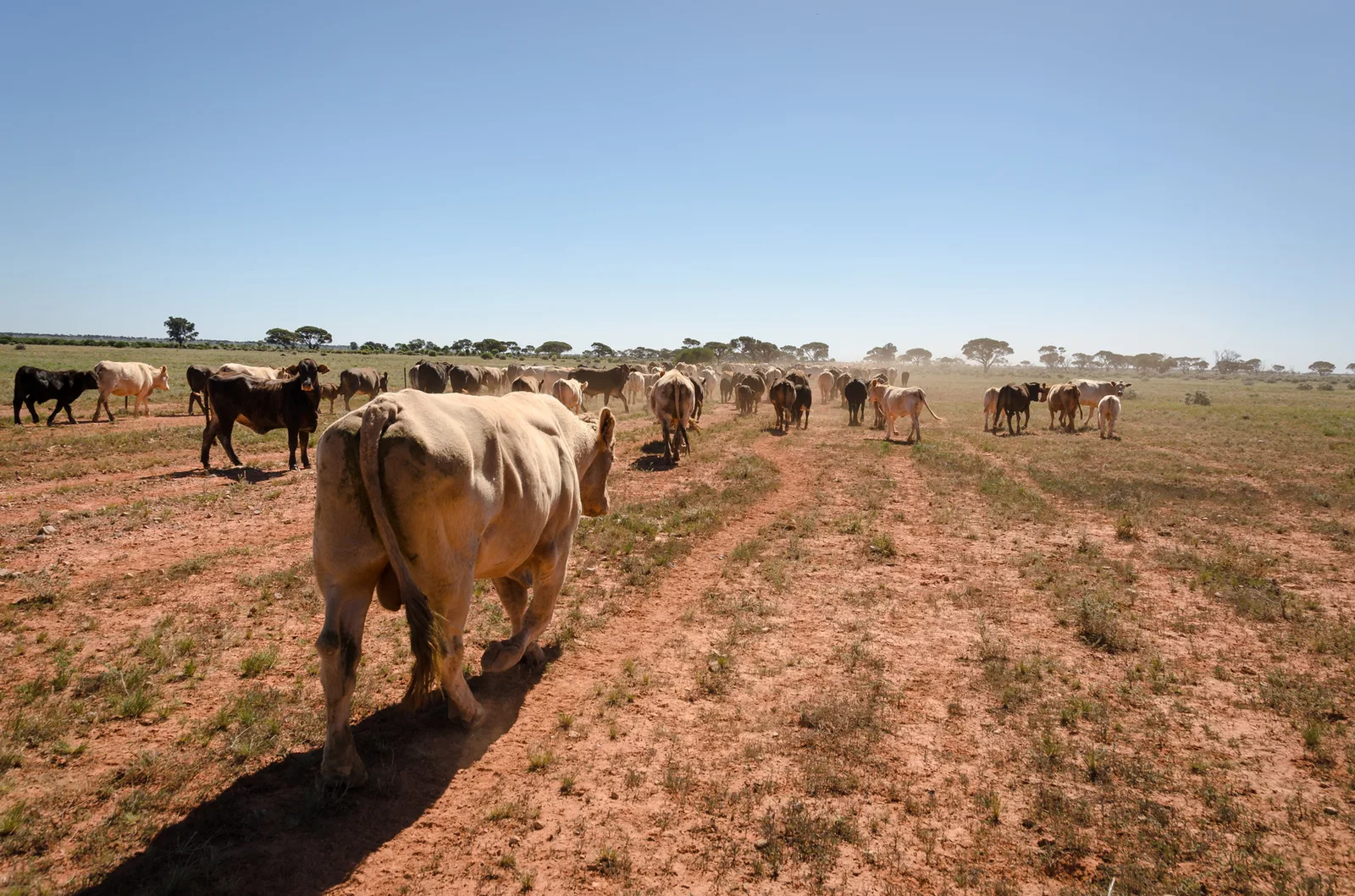 Cattle walking away across a dry red-earth paddock.
