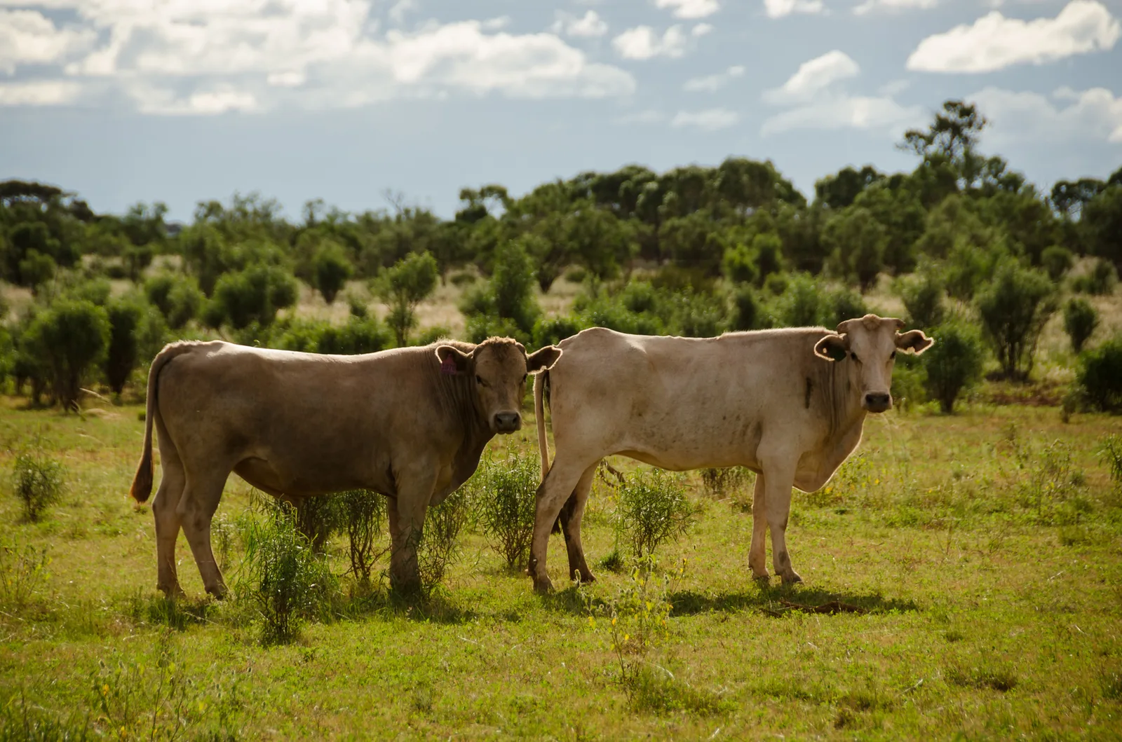 Two cattle standing in a green field.