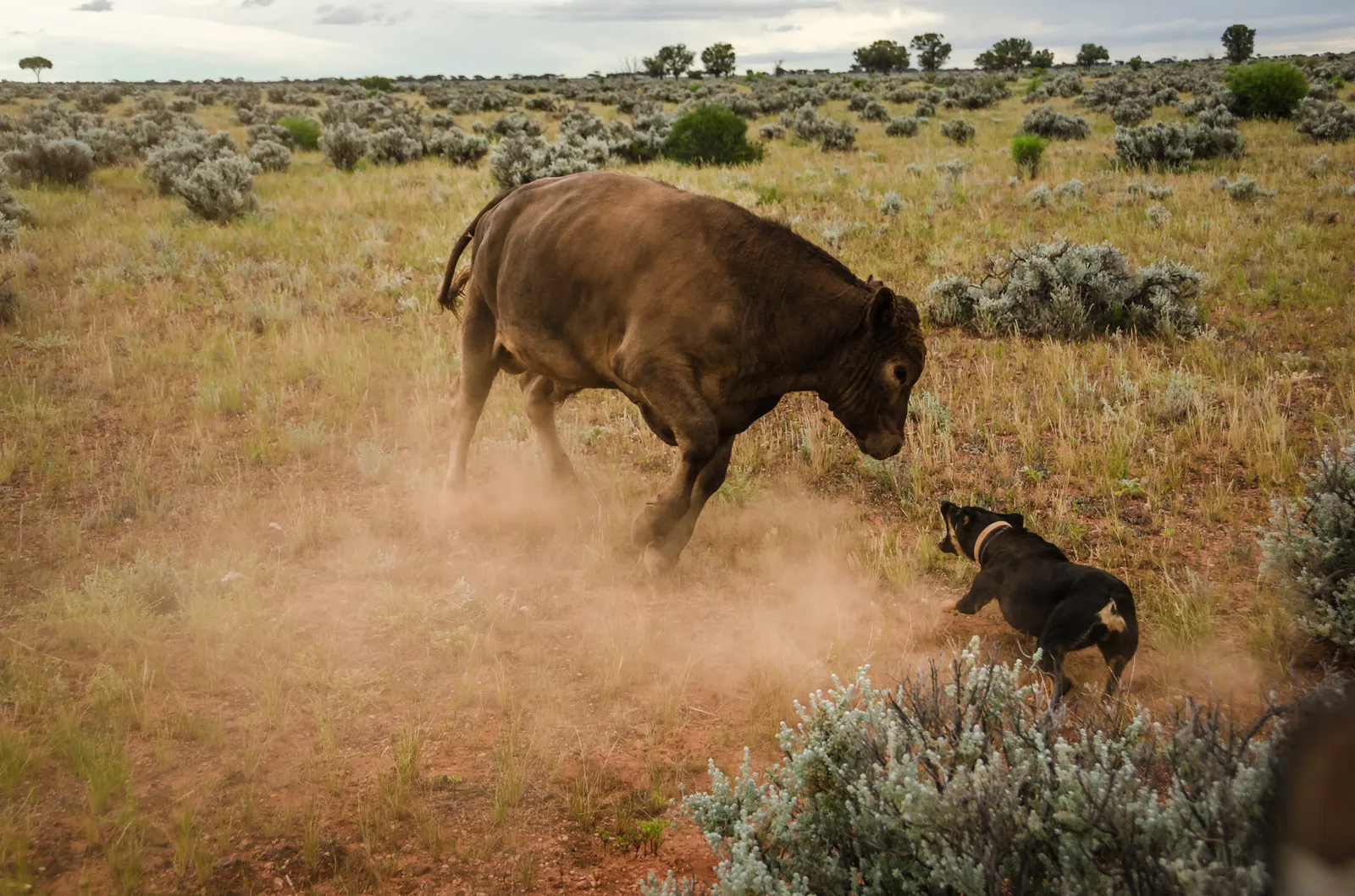 Bull kicking up dust beside a working dog.