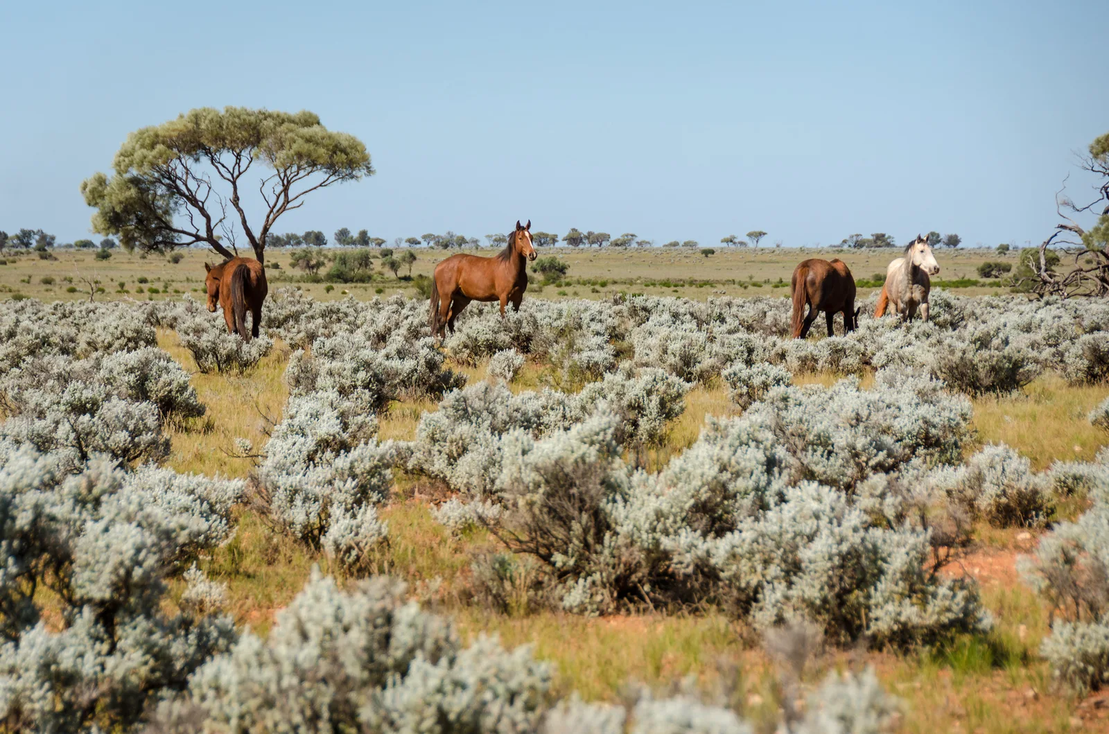 Horses standing among pale shrubs in an open paddock.